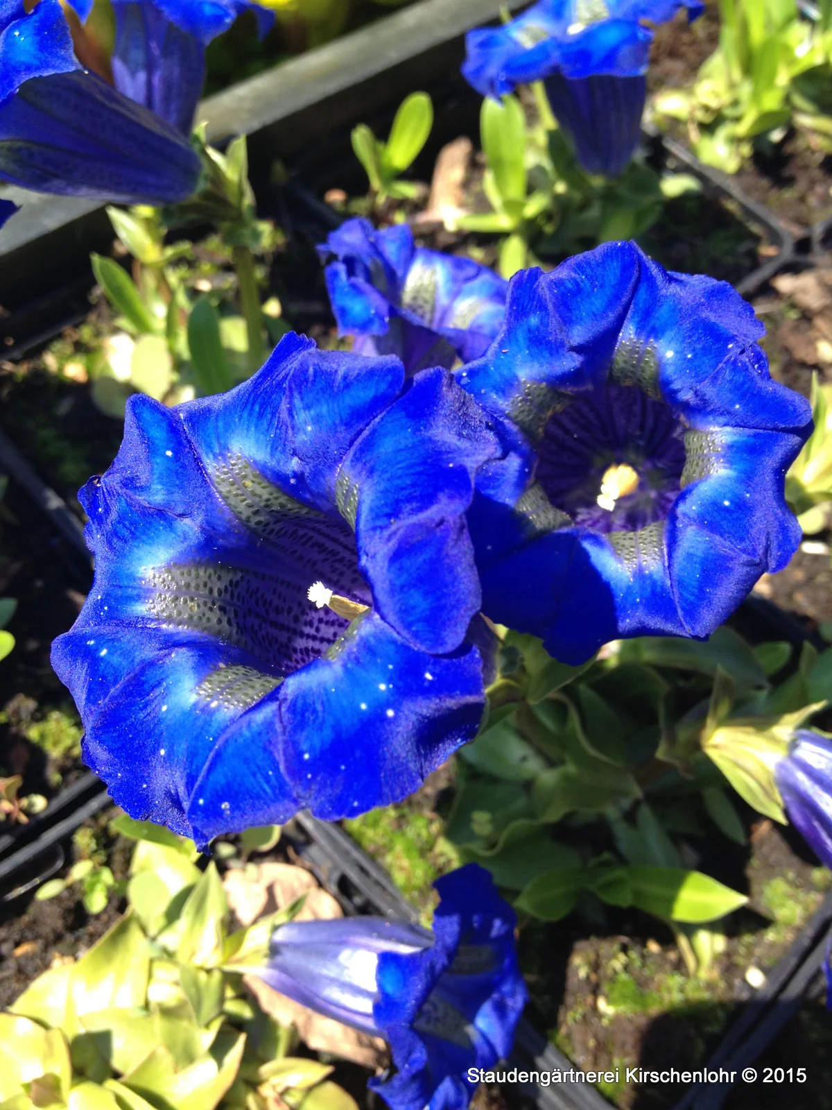 Gentiana acaulis
