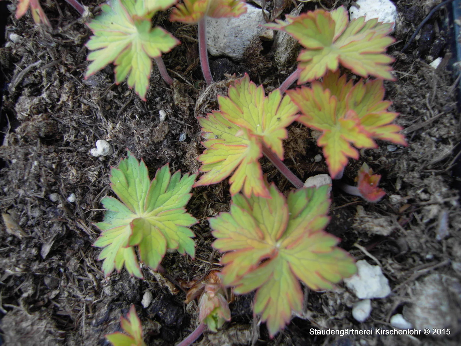 Geranium 'Blue Sunrise' ®