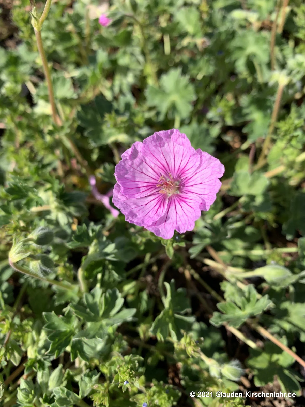 Geranium cinereum 'Memories' ®