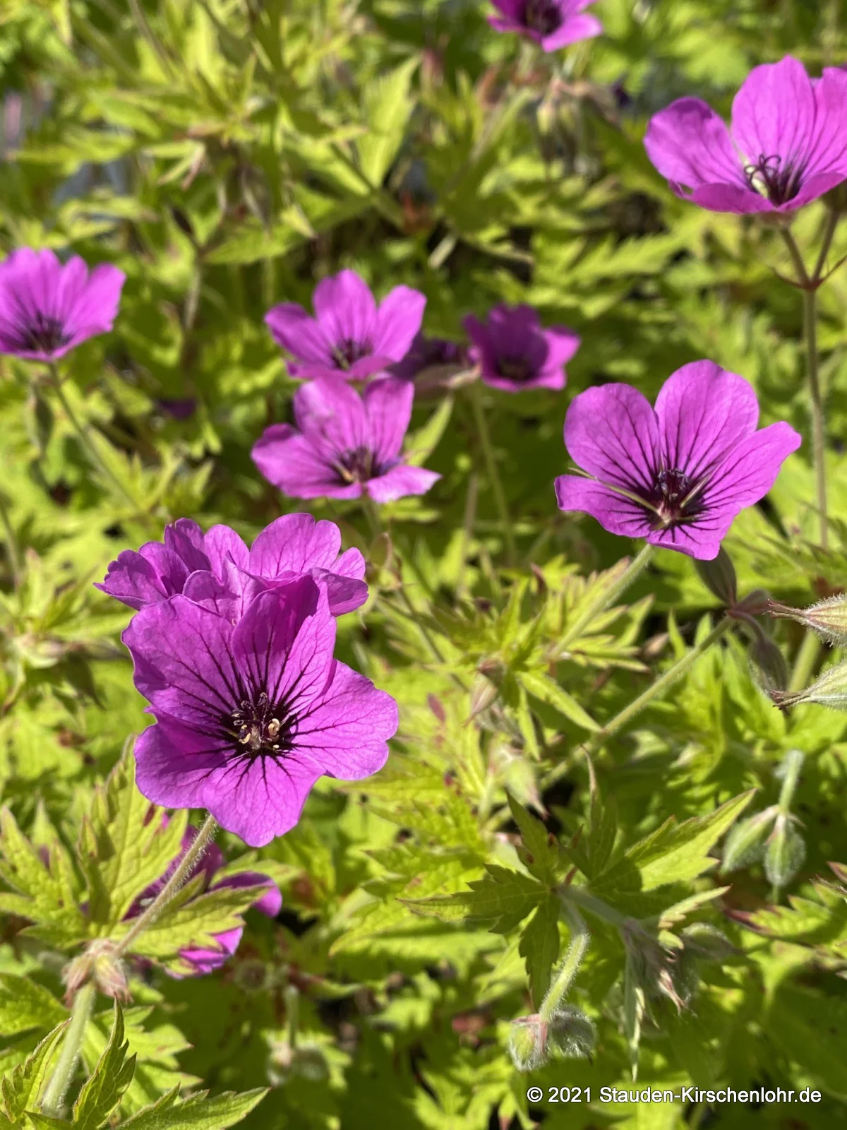 Geranium 'Devon's Pride'
