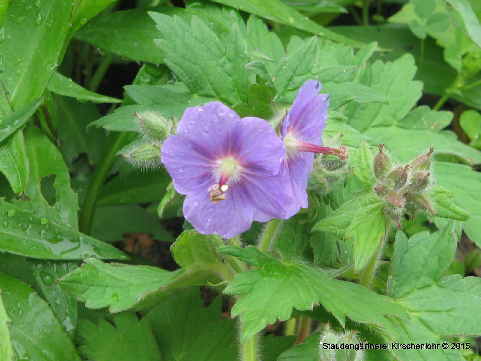 Geranium erianthum 'Neptune'