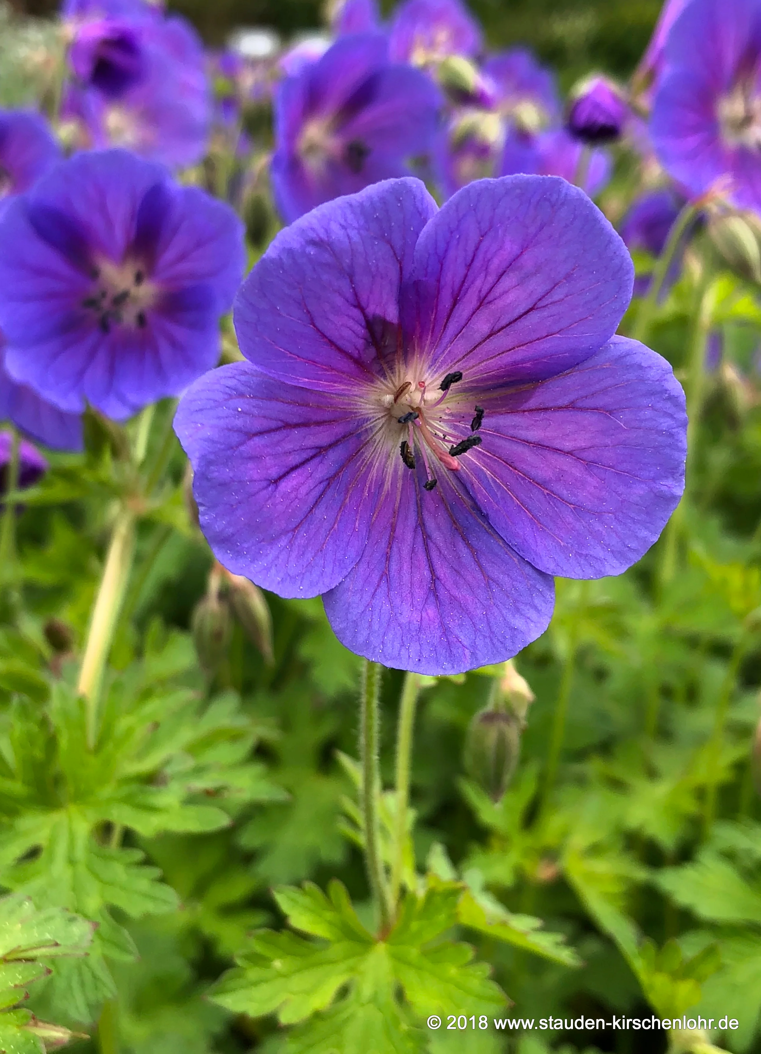 Geranium himalayense 'Gravetye'