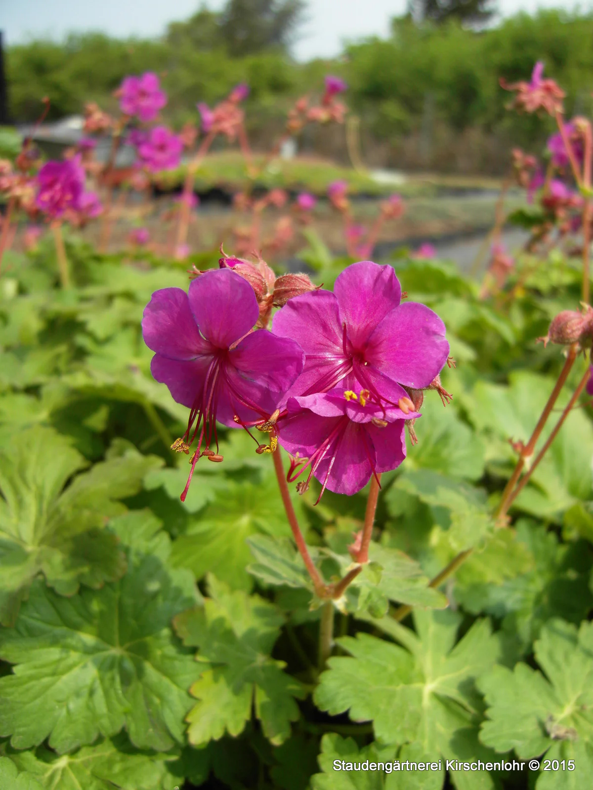 Geranium macrorrhizum 'Czakor'