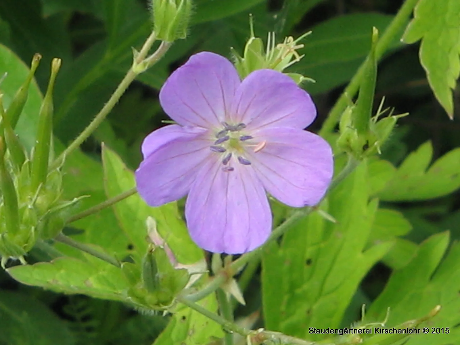 Geranium maculatum 'Chatto'