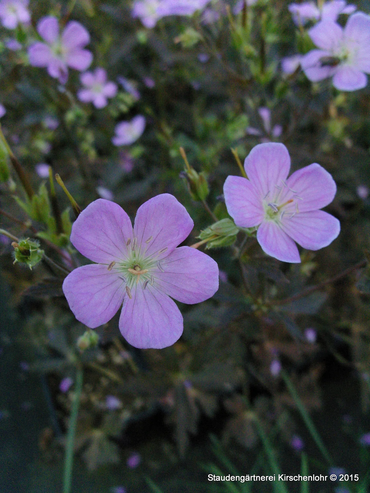 Geranium maculatum 'Elisabeth Ann' ®
