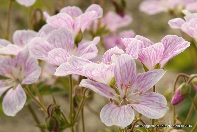 Geranium 'Melinda' ®