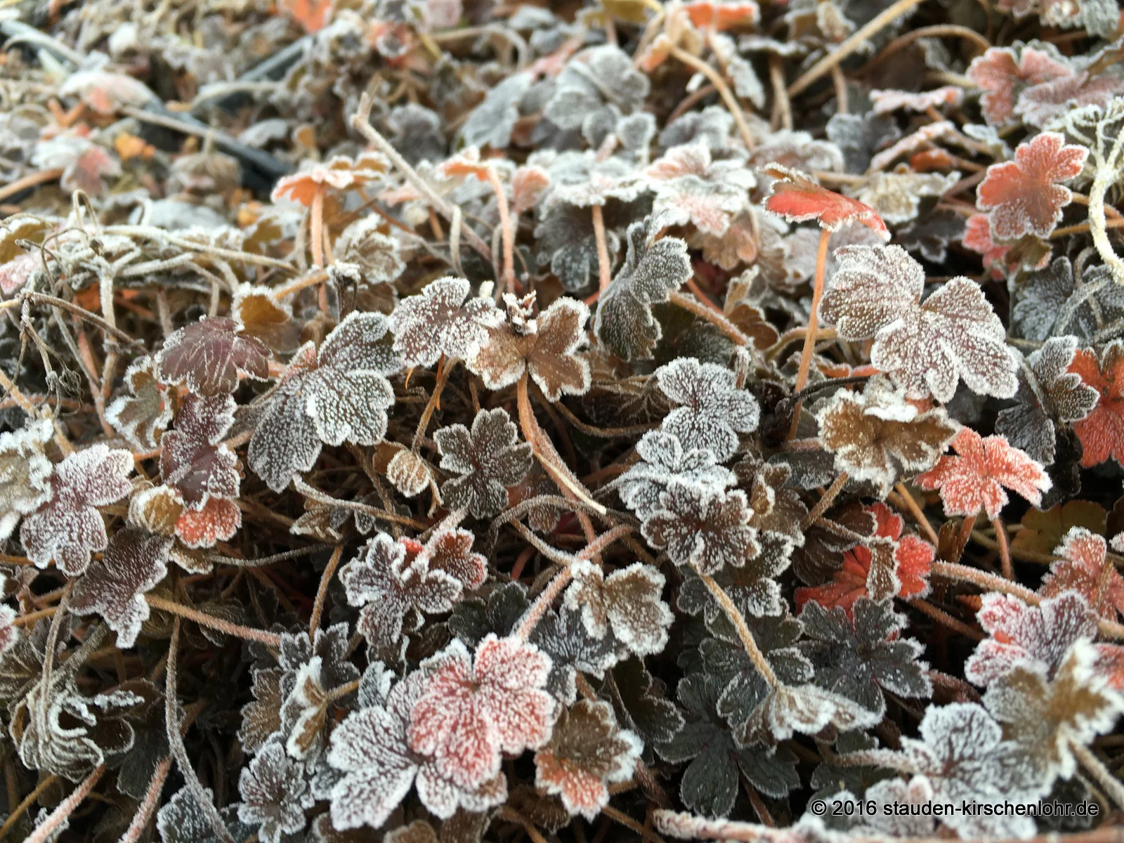 Geranium 'Sanne' ®