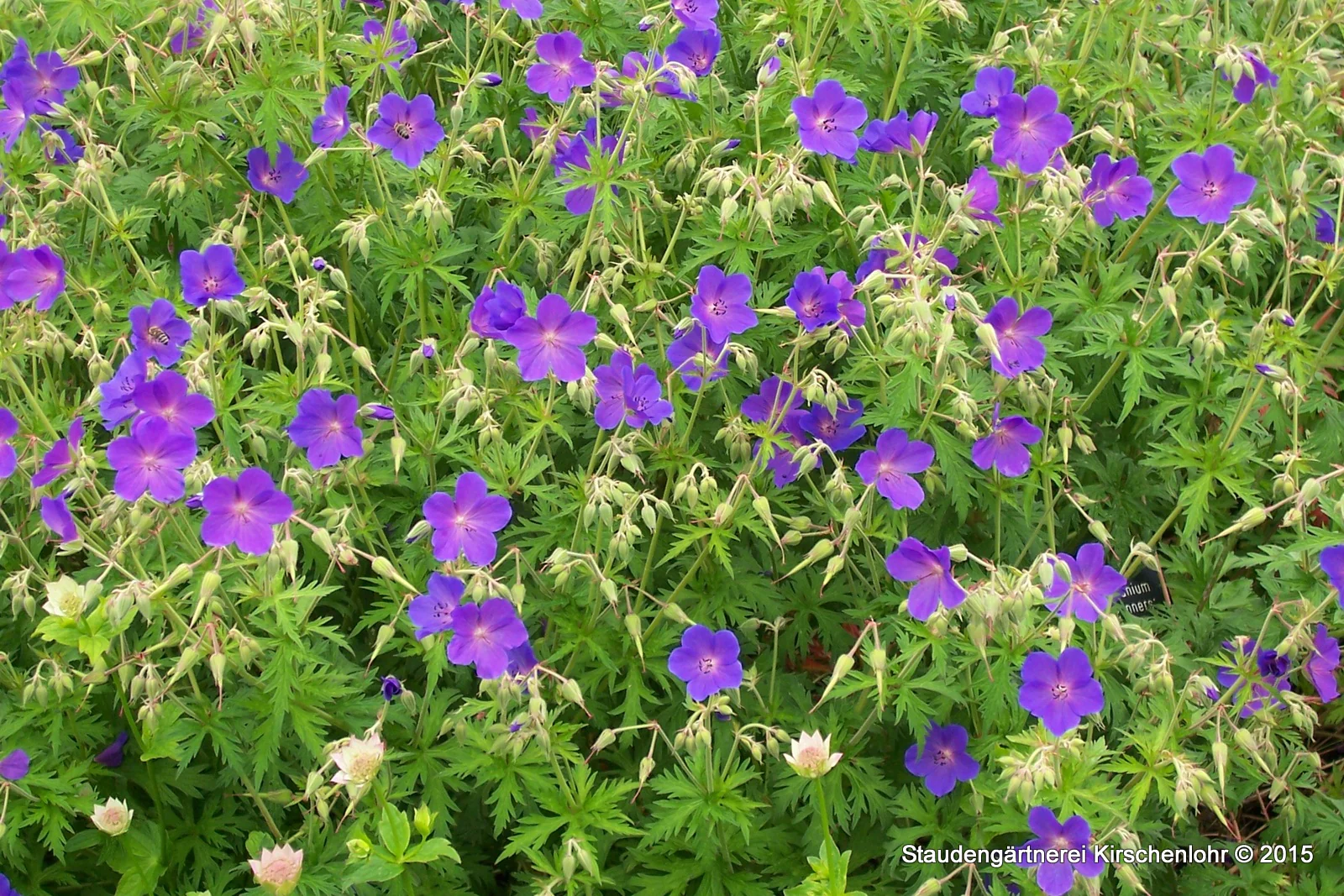 Geranium 'Spinners'