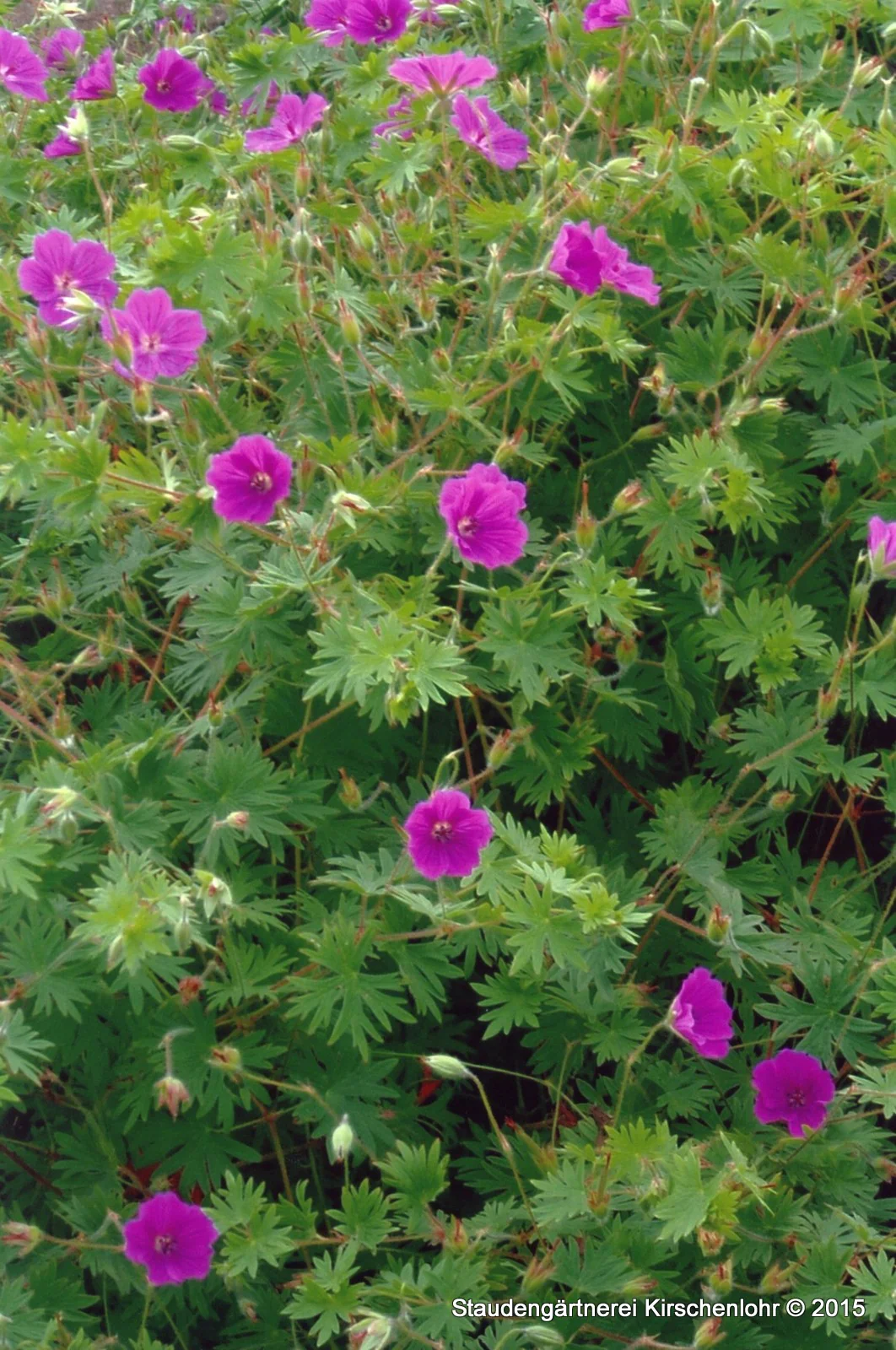 Geranium 'Tiny Monster'