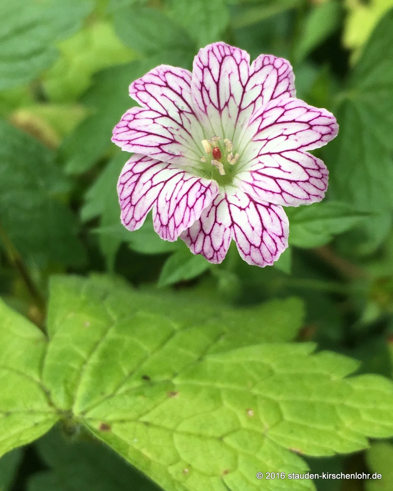 Geranium versicolor