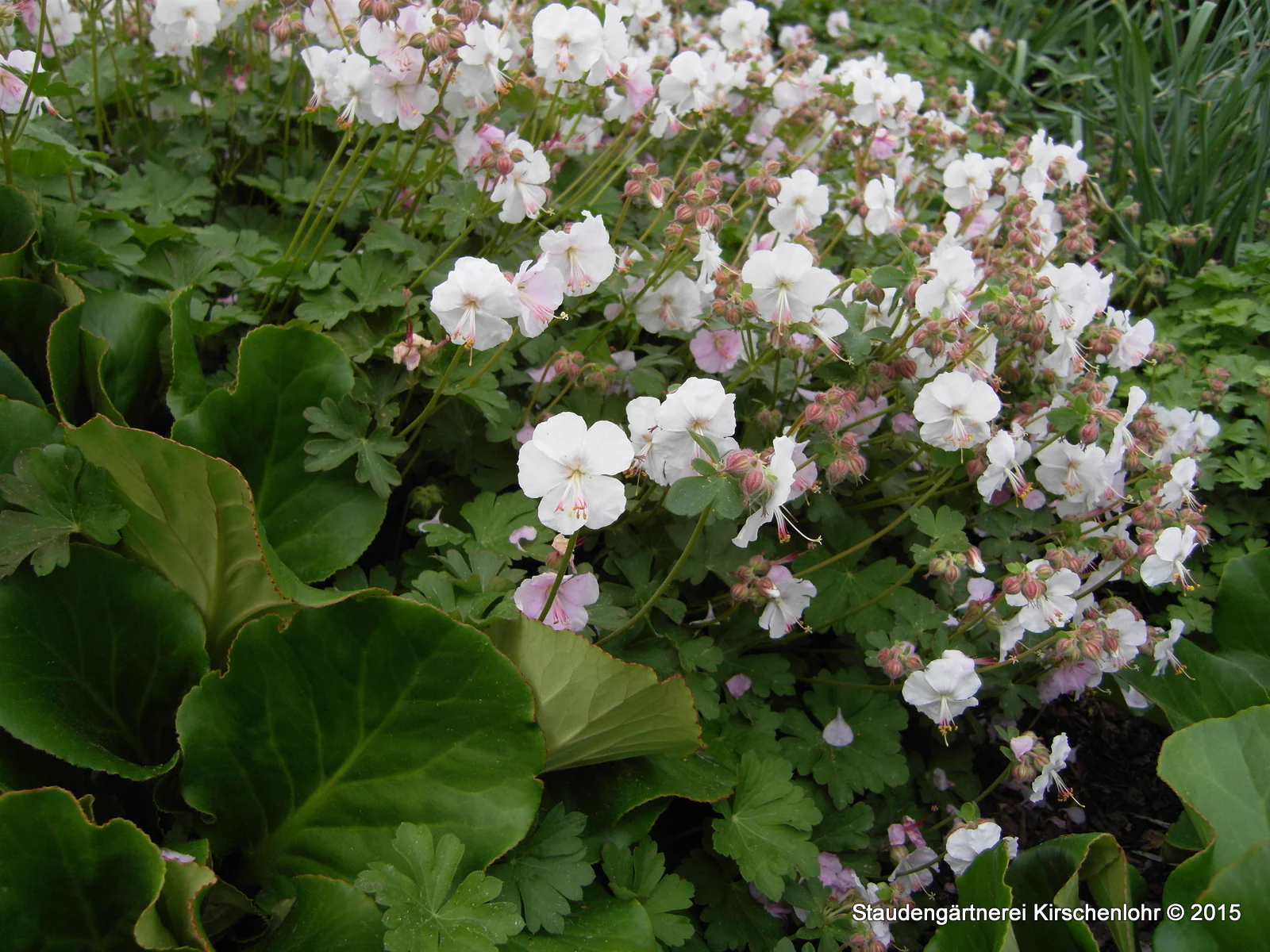 Geranium x cantabrigiense 'Saint Ola'