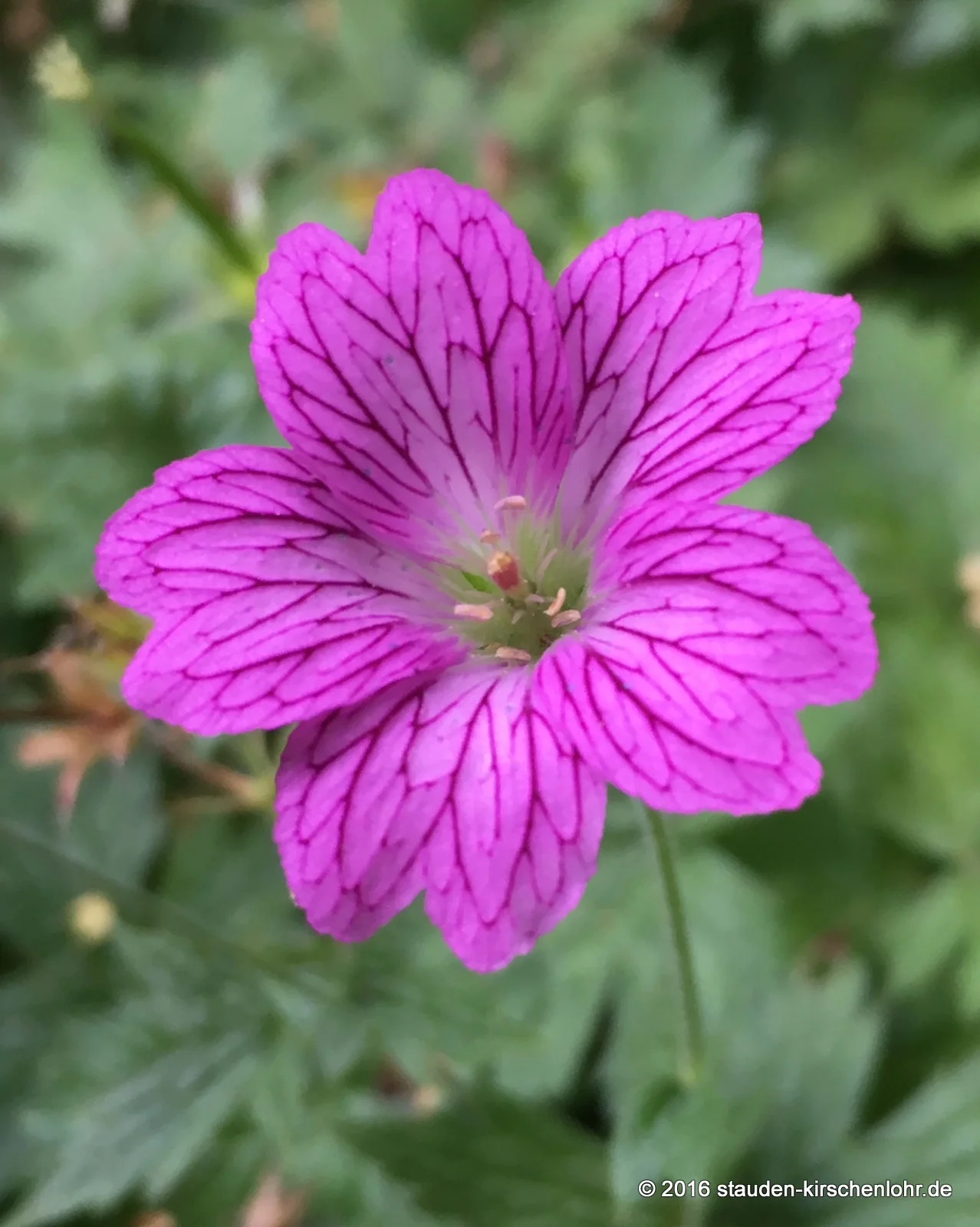 Geranium x oxonianum 'Königshof'