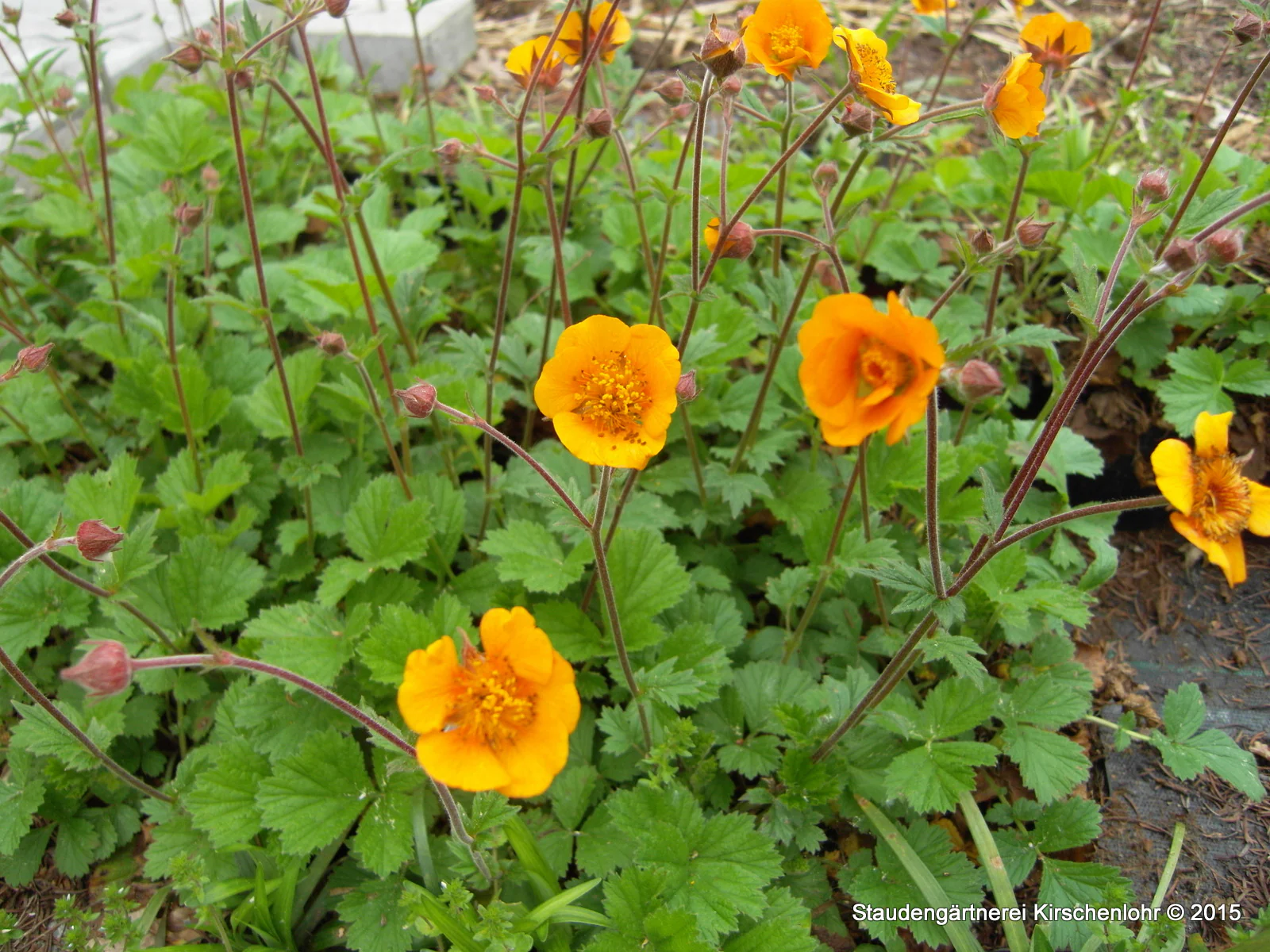 Geum 'Carlskaer'