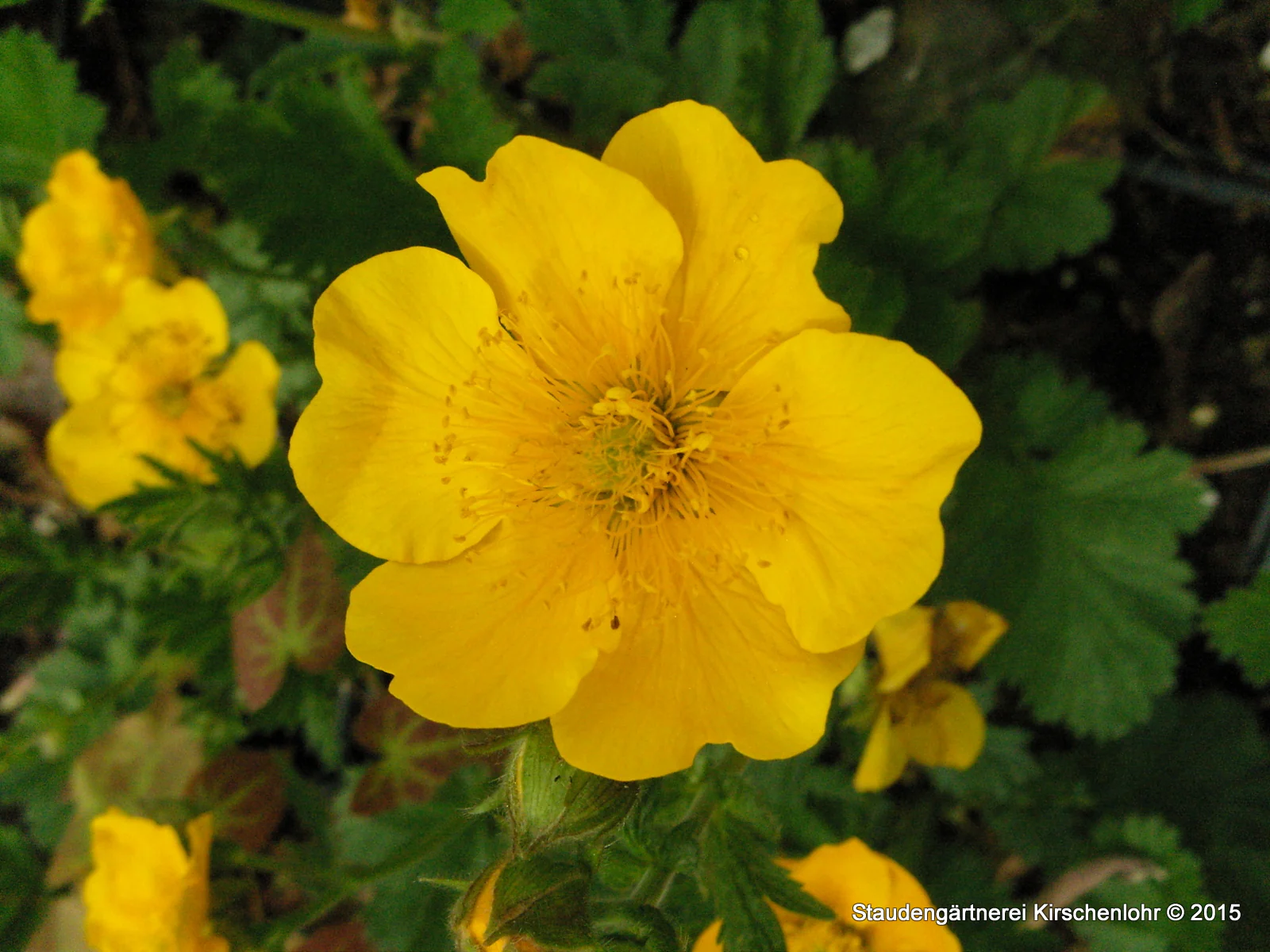 Geum 'Diana'