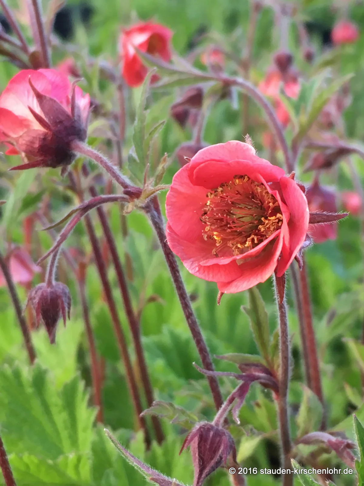 Geum 'Leonardii'