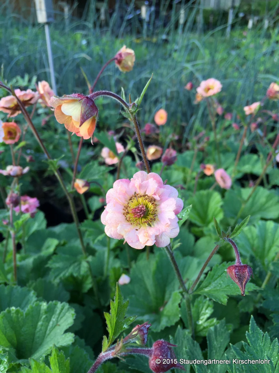 Geum 'Mai Tai' ®