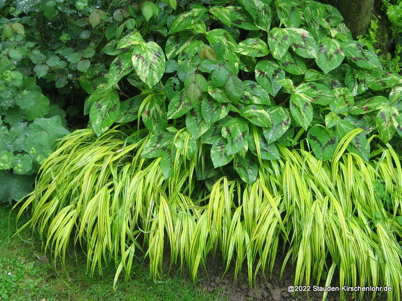 Hakonechloa macra 'Aureola'