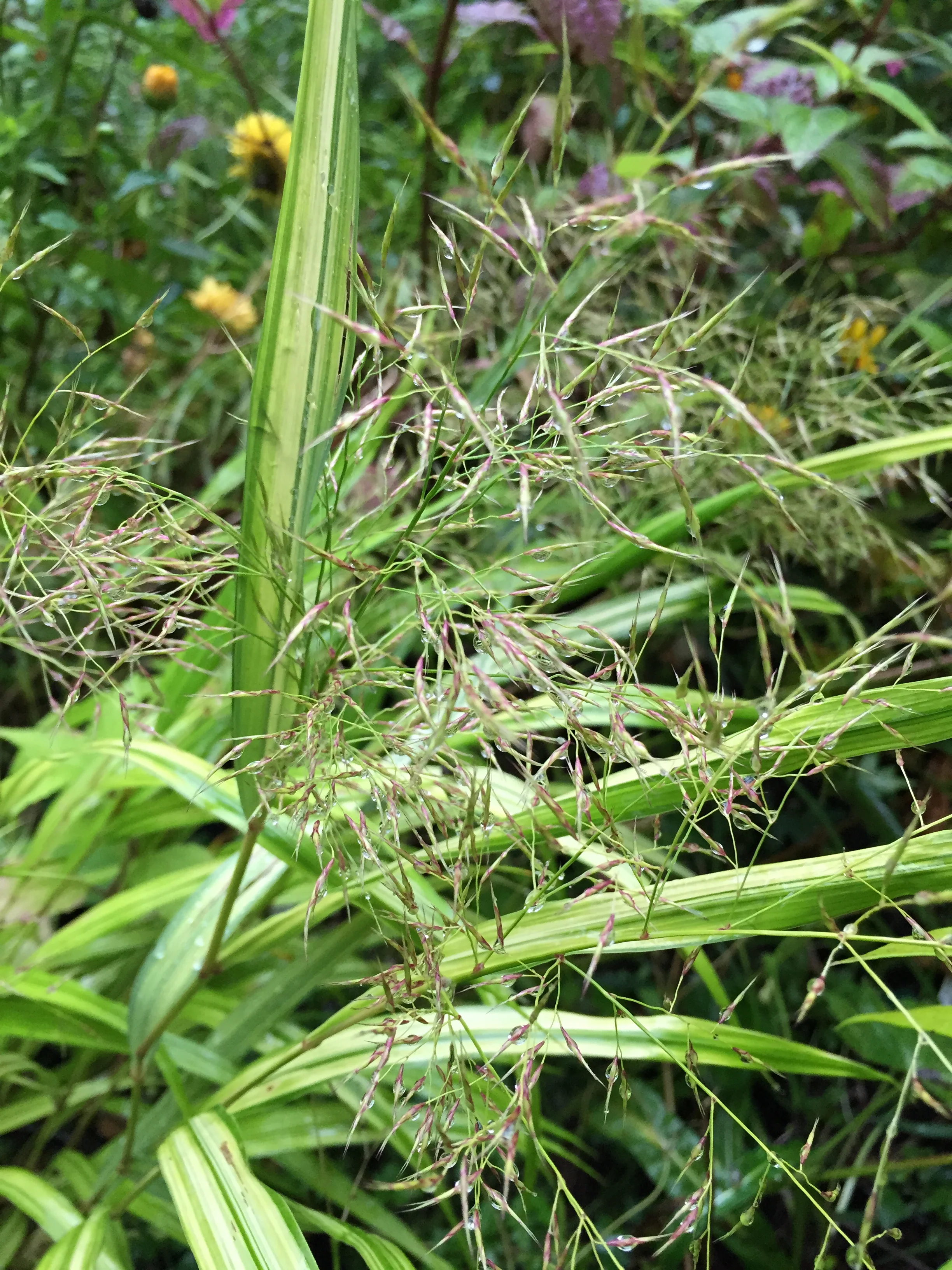Hakonechloa macra 'Speyerer Goldfontäne'
