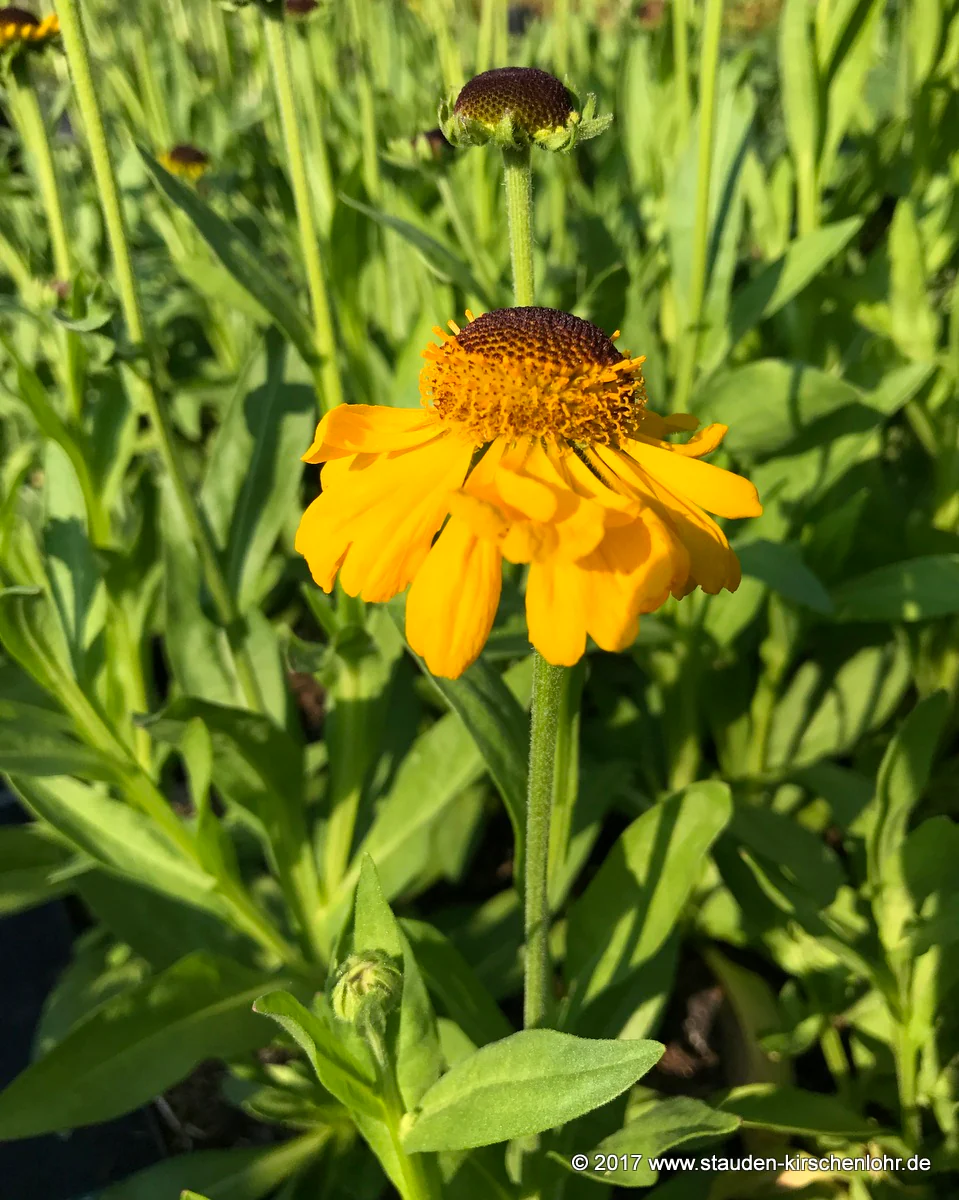 Helenium bigelovii 'The Bishop'