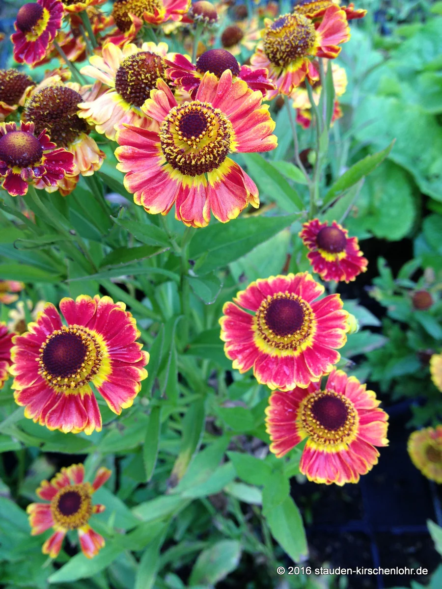 Helenium 'Fuego' ®