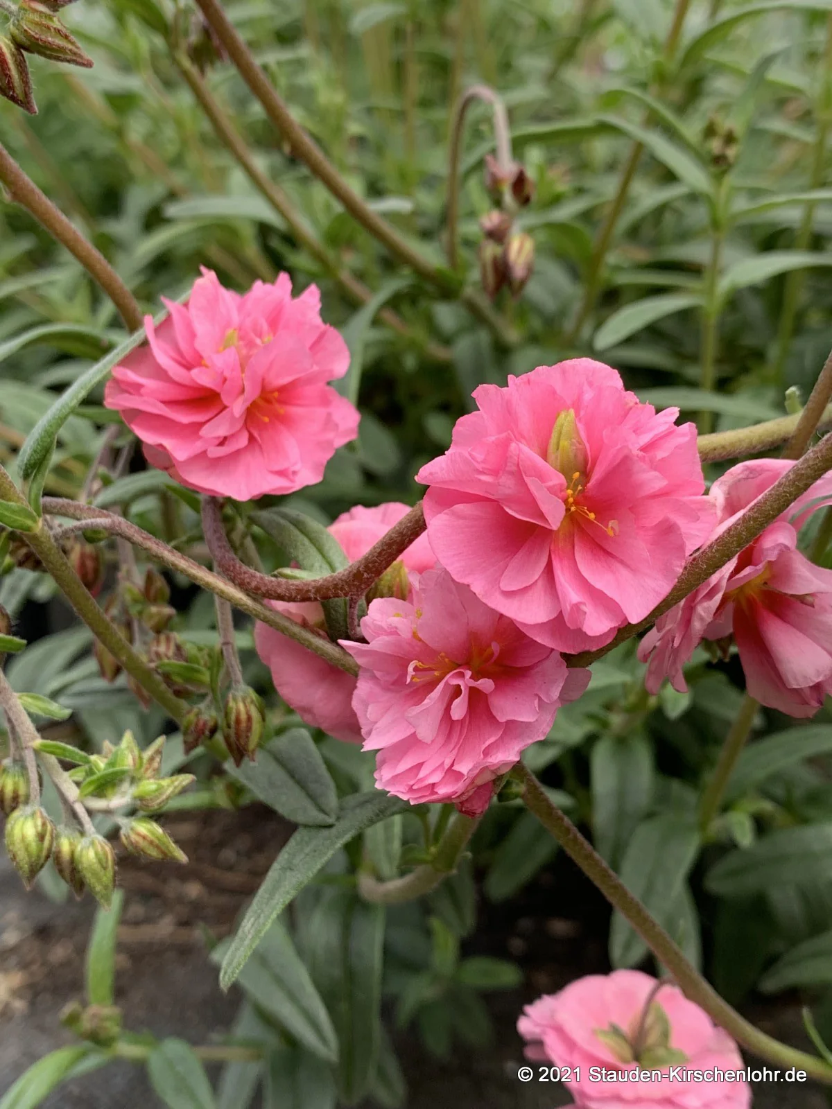Helianthemum 'Annabell'