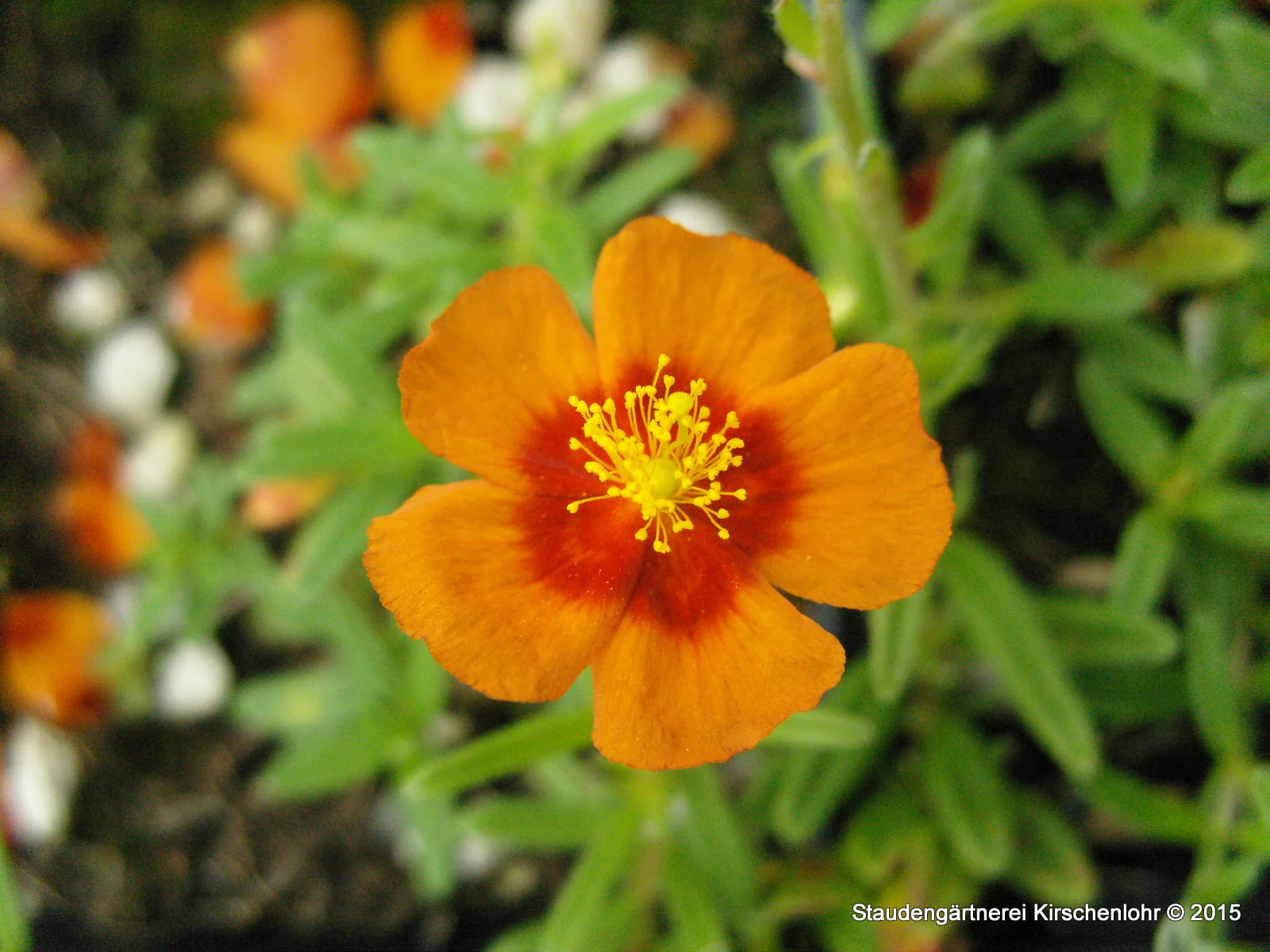 Helianthemum 'Ben Heckla'