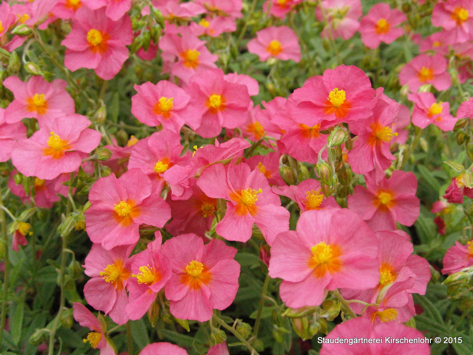 Helianthemum 'Ben Hope'