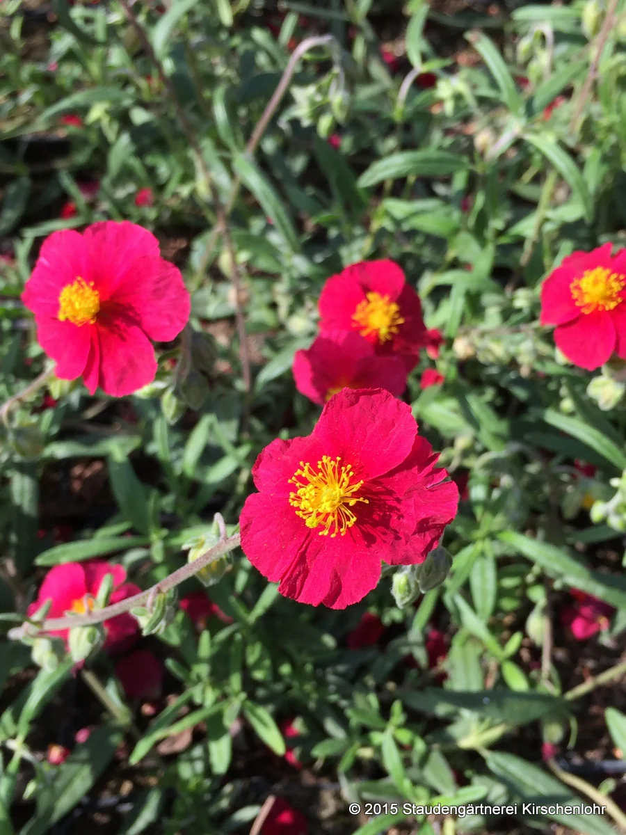 Helianthemum 'Red Orient'