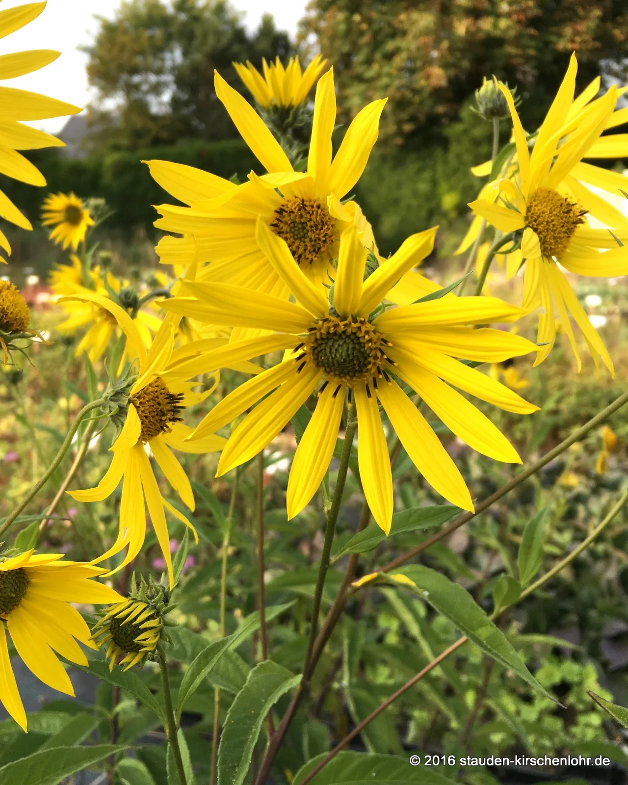 Helianthus 'O Sole Mio'