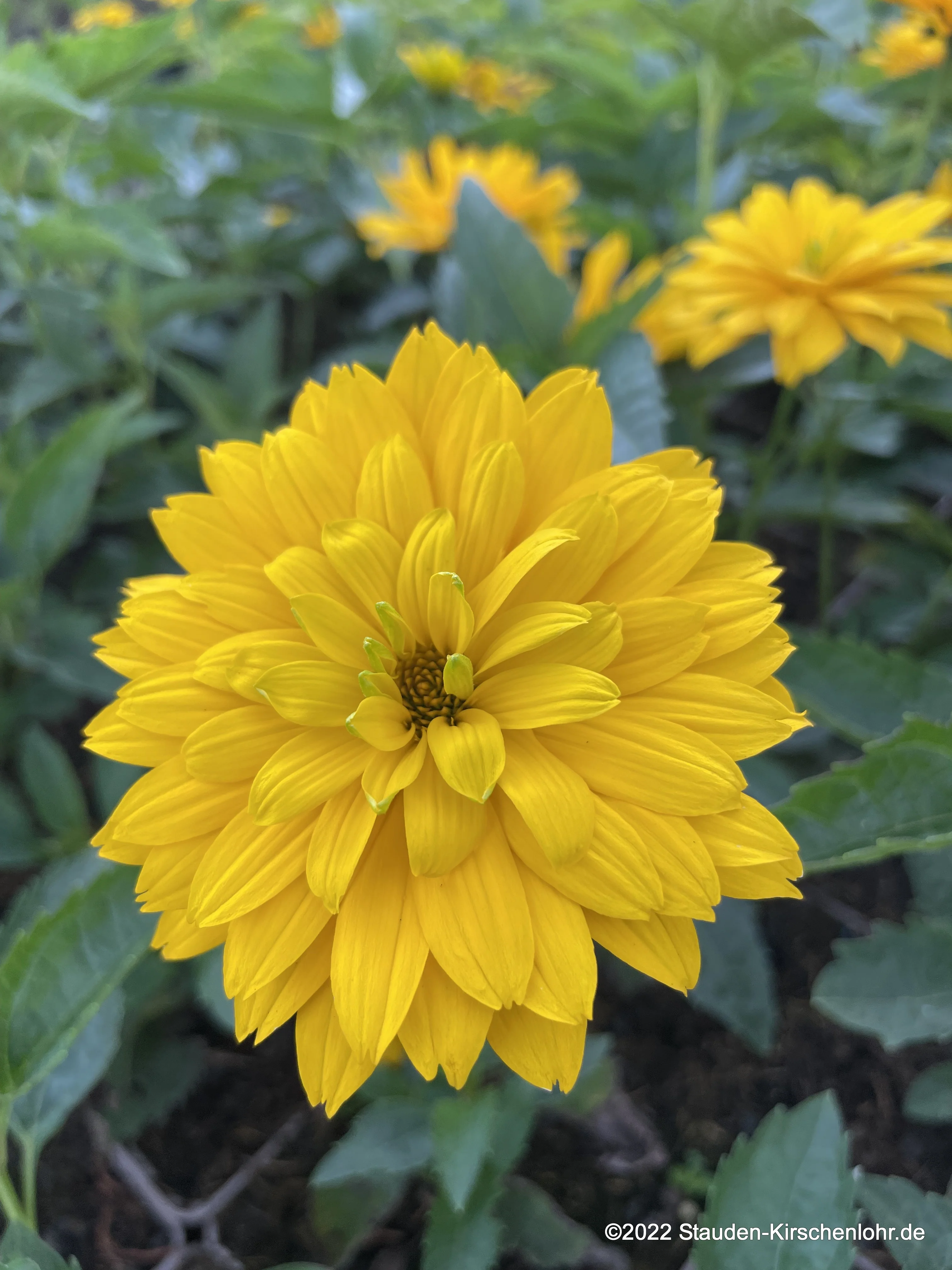 Heliopsis helianthoides 'Goldgrünherz'