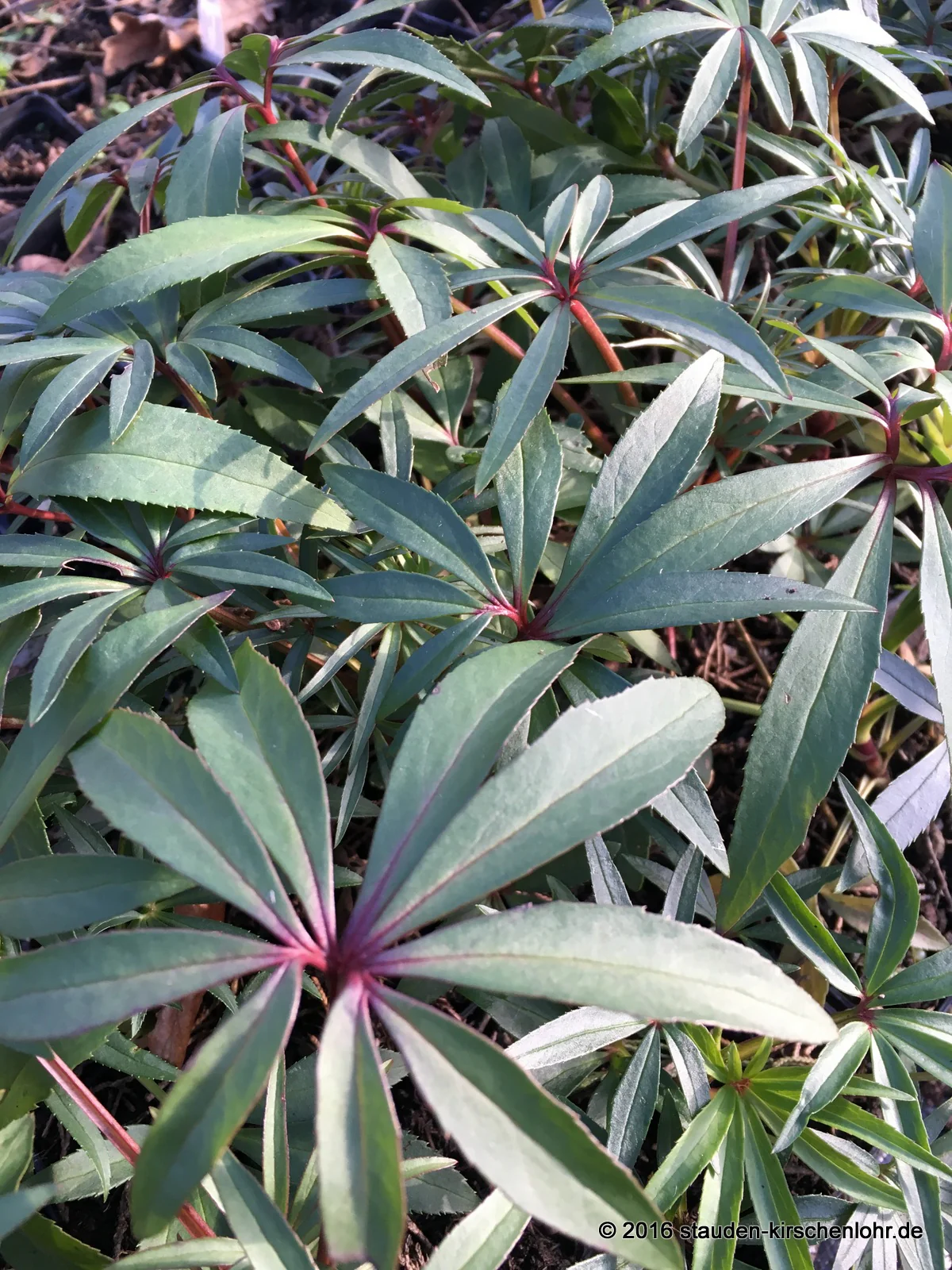 Helleborus foetidus 'Wester Flisk'
