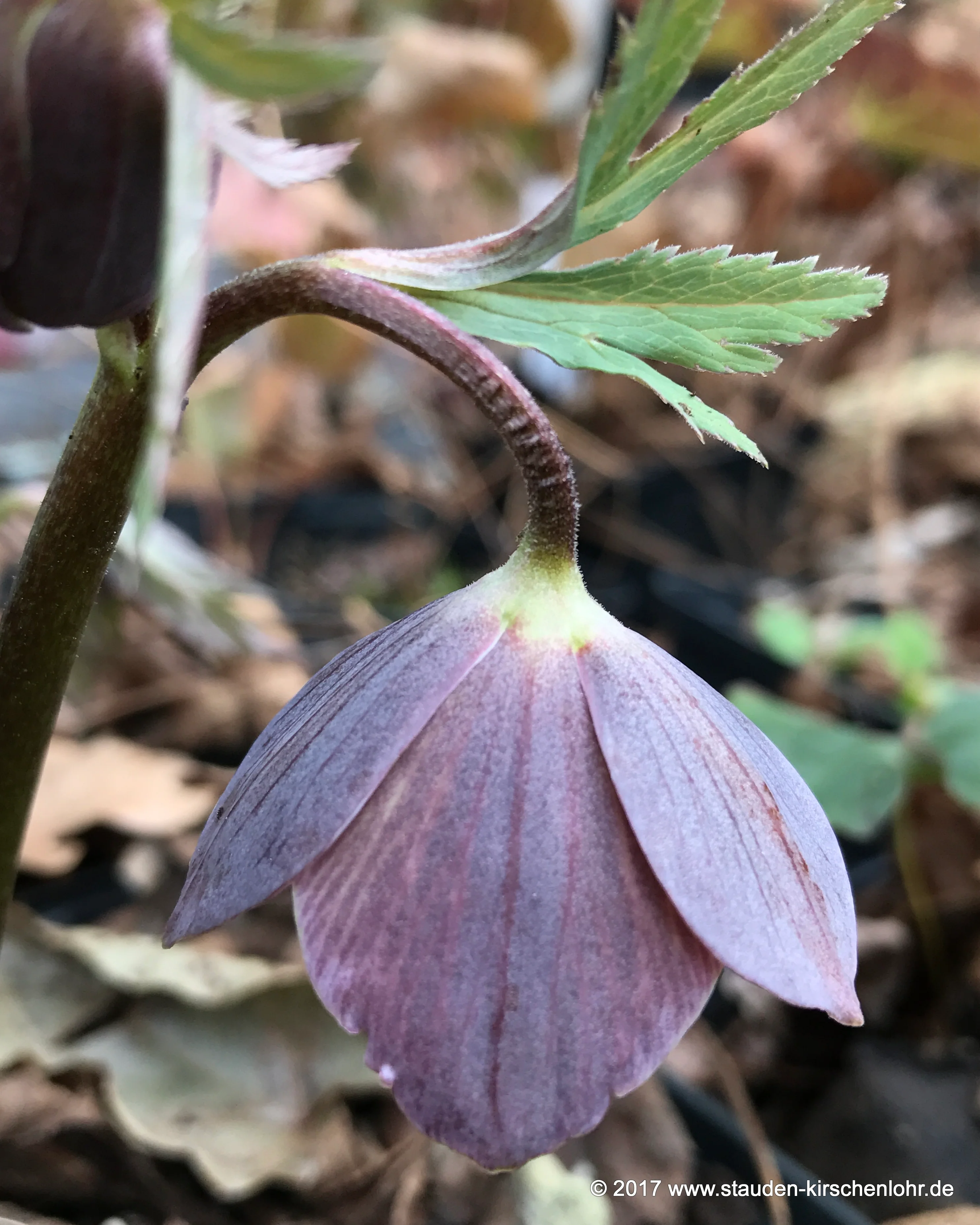Helleborus torquatus