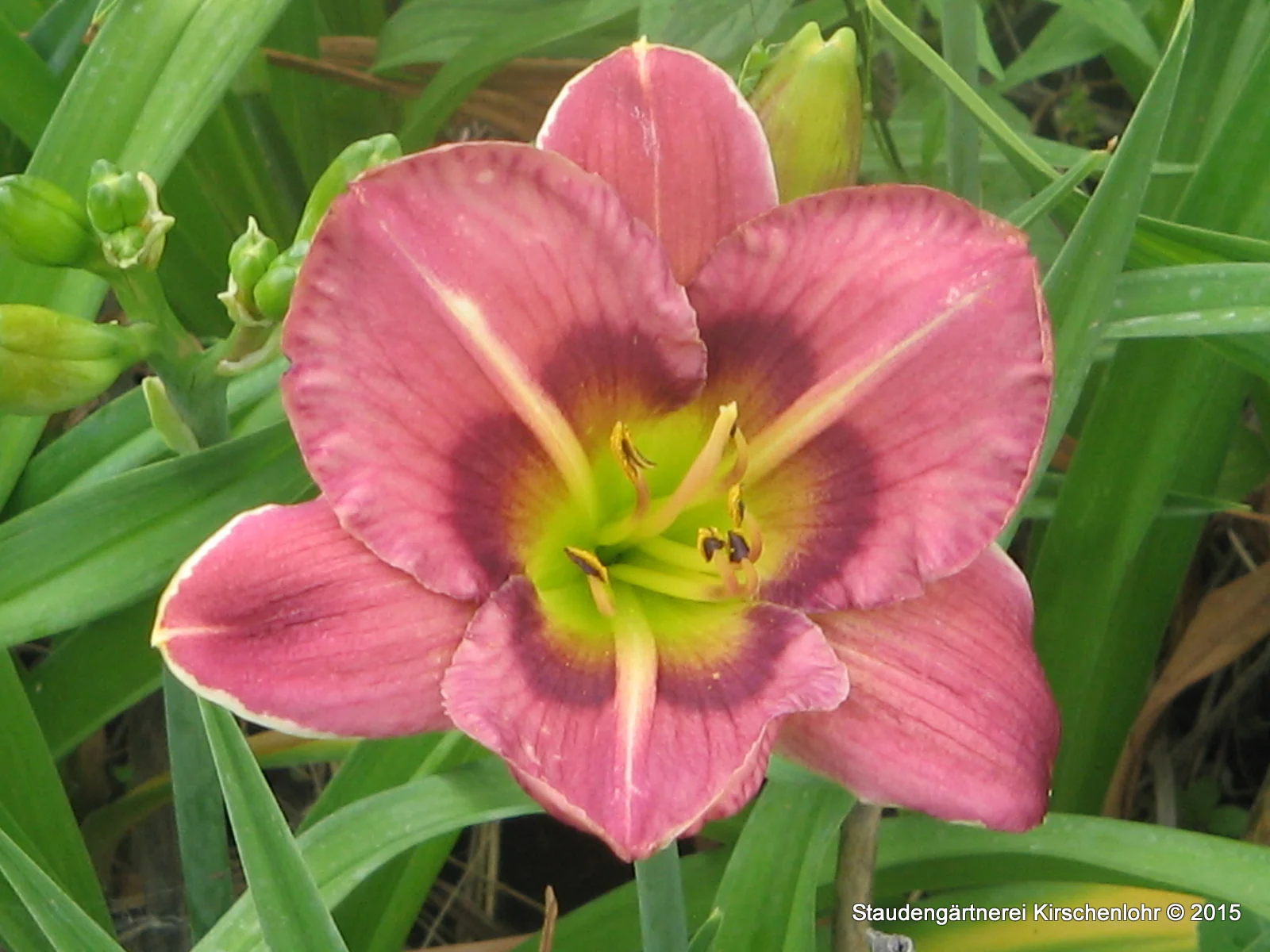 Hemerocallis 'Always Afternoon'