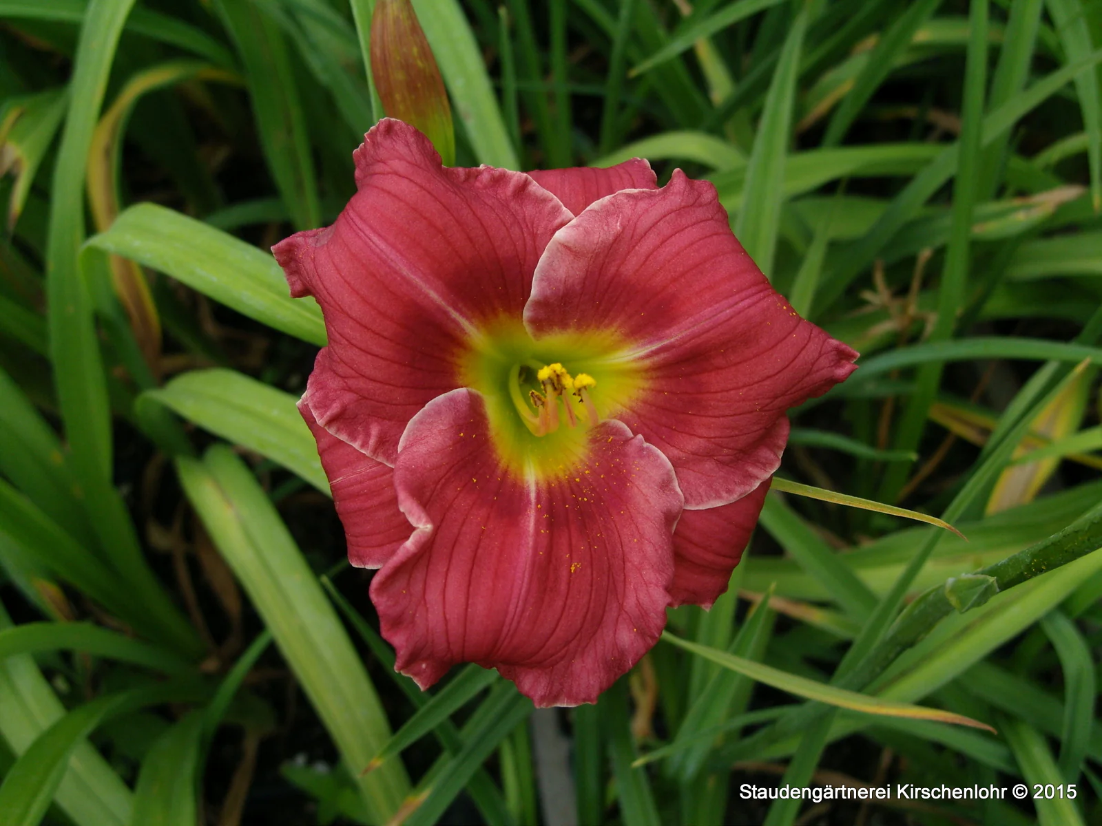 Hemerocallis 'Anneliese Frevert'