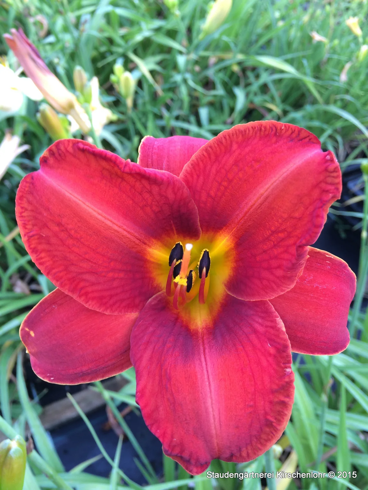 Hemerocallis 'Ansgar'