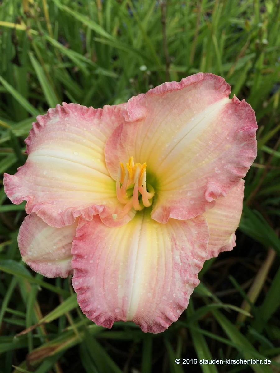 Hemerocallis 'Arcadia'
