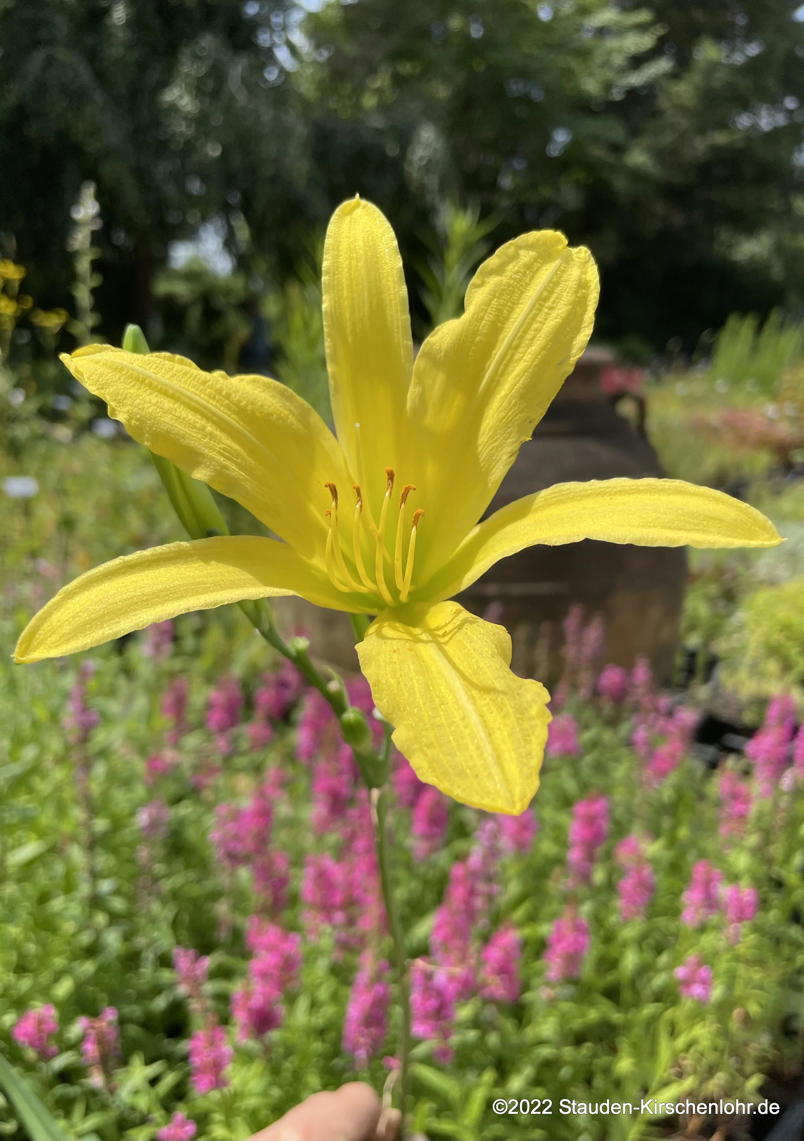 Hemerocallis 'Augustfreude'
