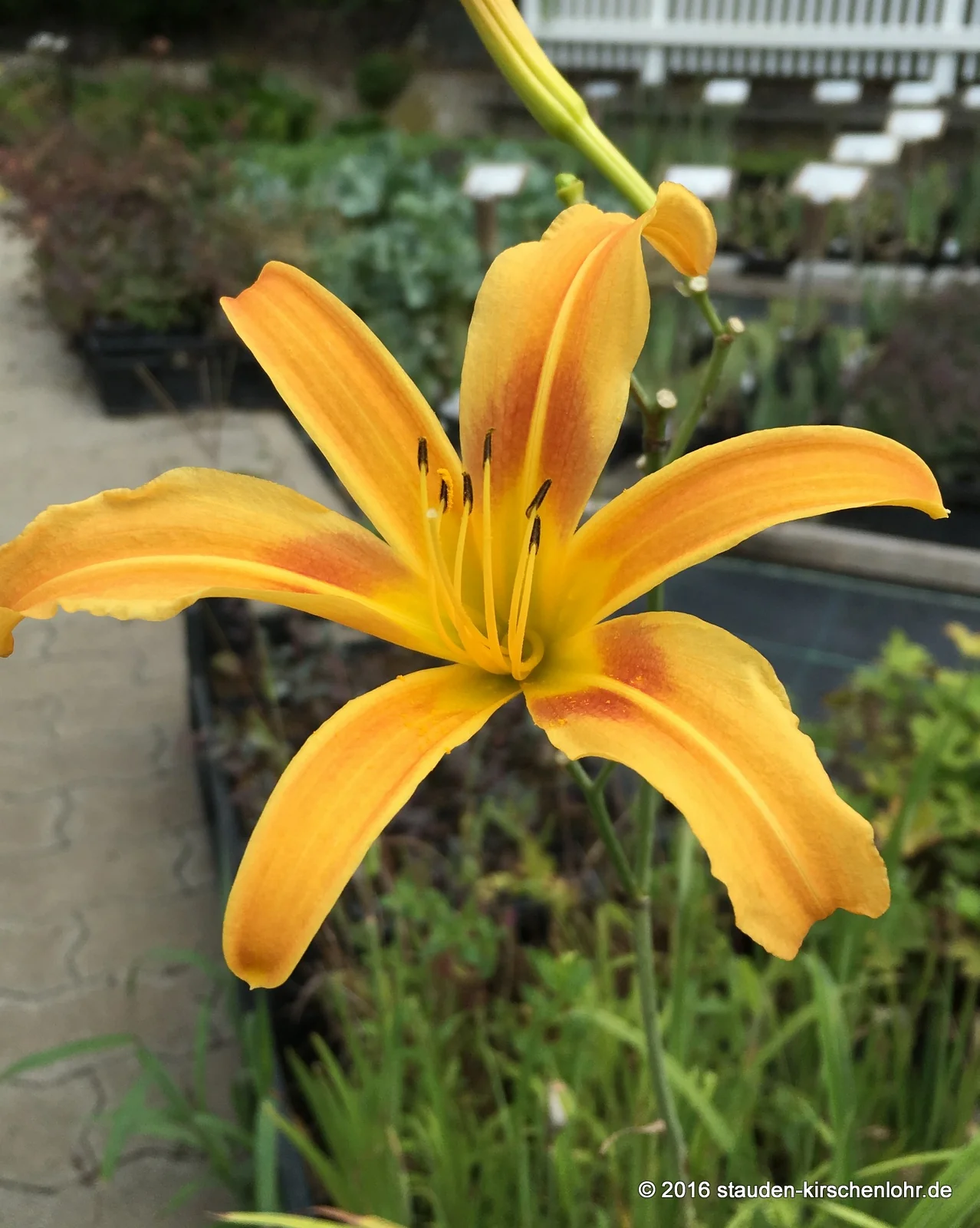 Hemerocallis 'Autumn Minarette'