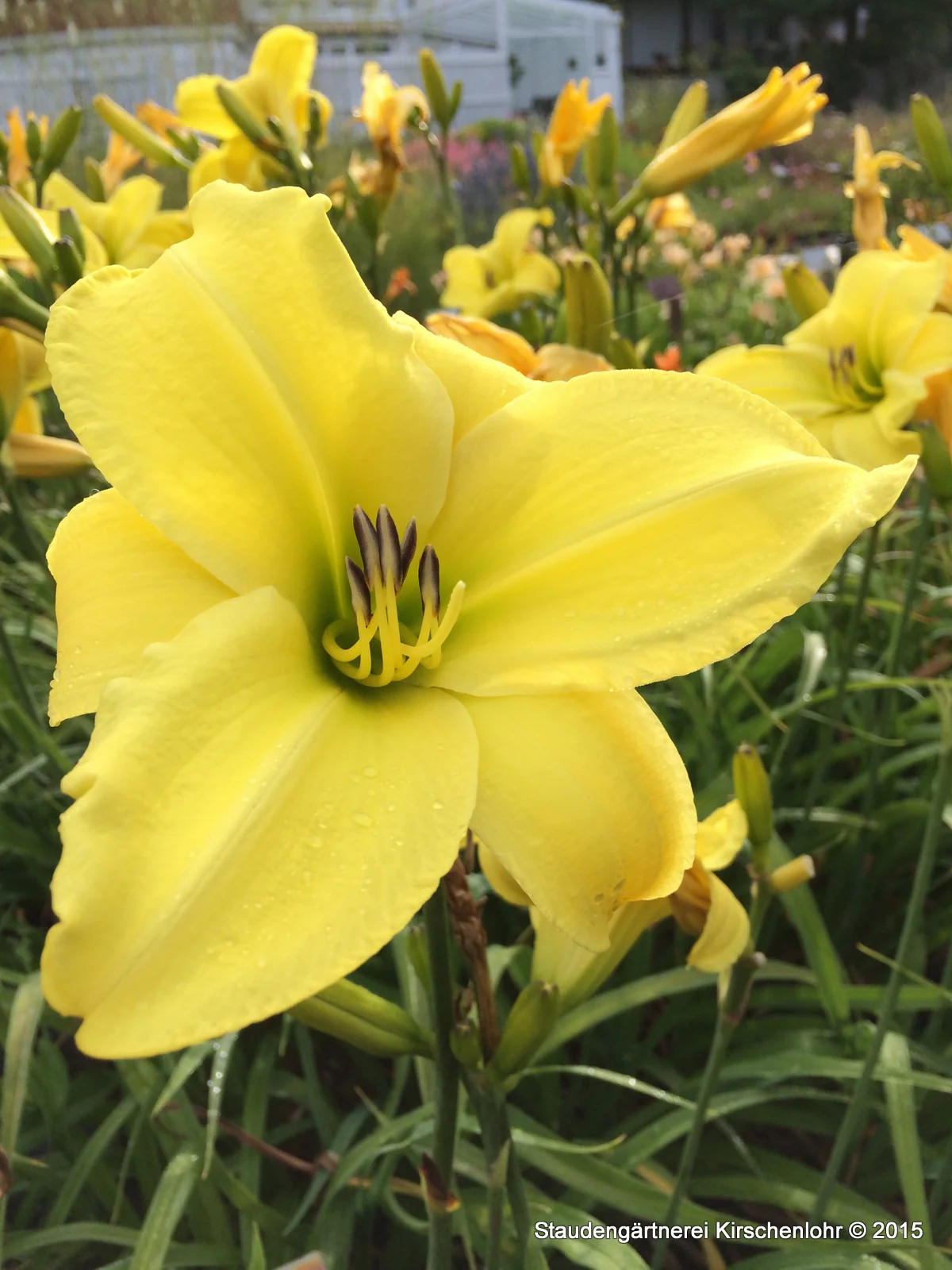Hemerocallis 'Berlin Lemon'