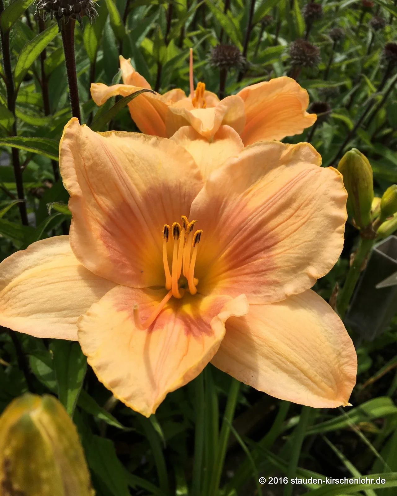 Hemerocallis 'Beverly Center'