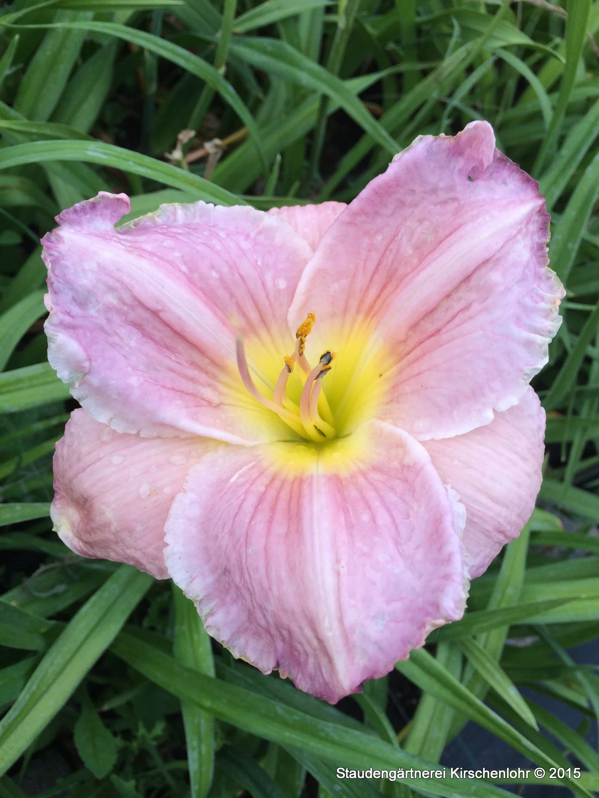 Hemerocallis 'Big Blue'