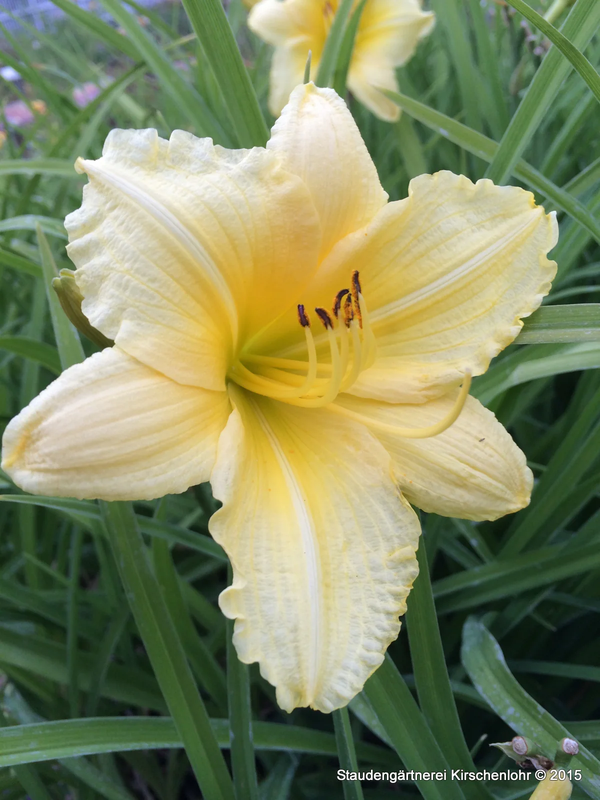 Hemerocallis 'Big Time Happy'