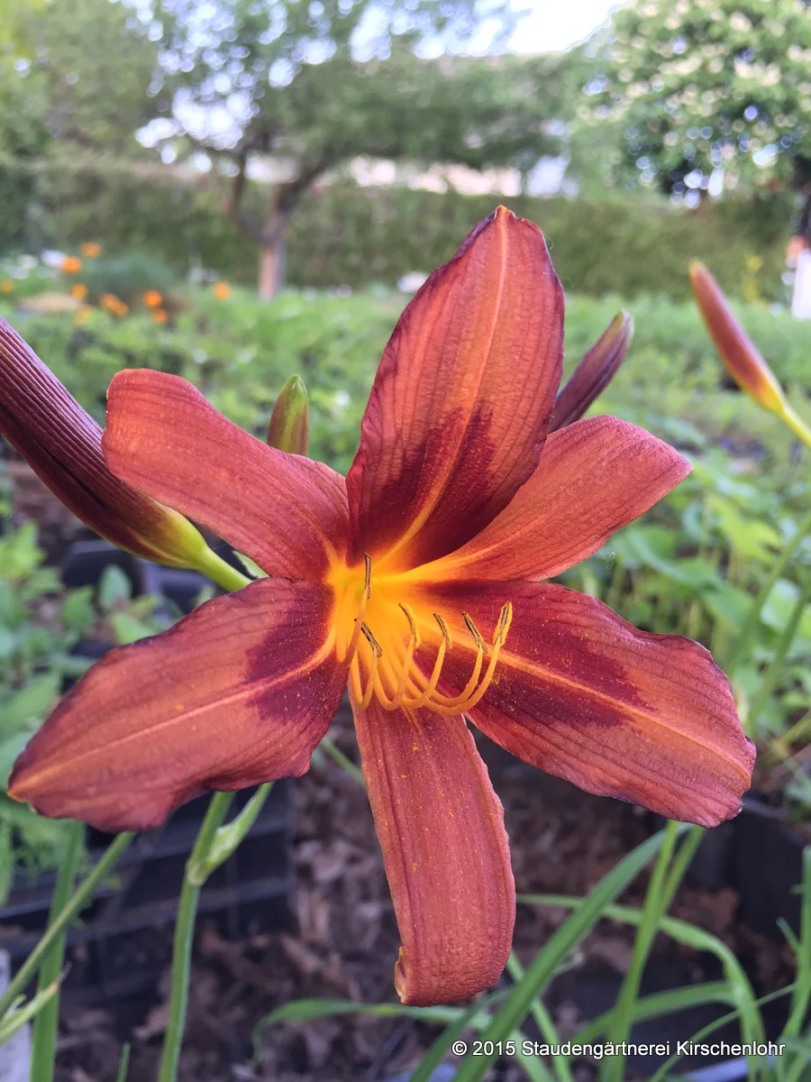 Hemerocallis 'Brunette'