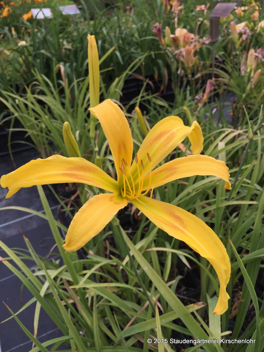 Hemerocallis 'Cat´s Cradle'