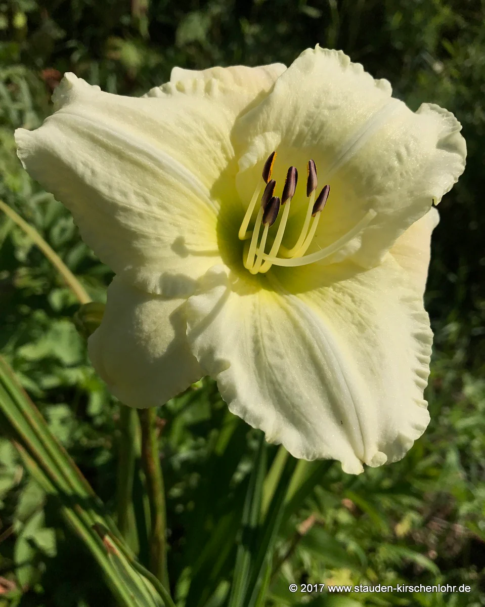Hemerocallis 'Déesse'