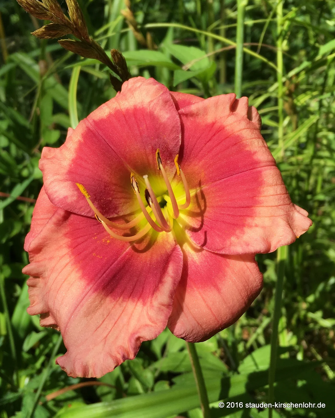 Hemerocallis 'Dragons Eye'