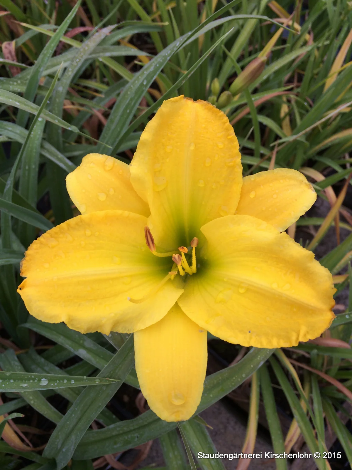 Hemerocallis 'Erin Prairie'