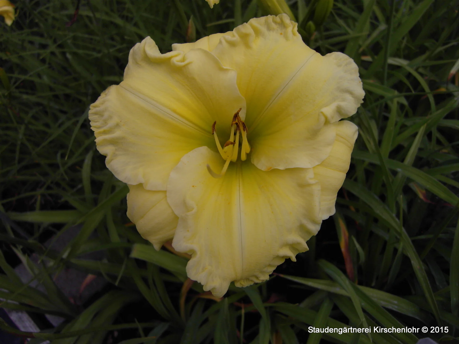 Hemerocallis 'Fontana di Roma'