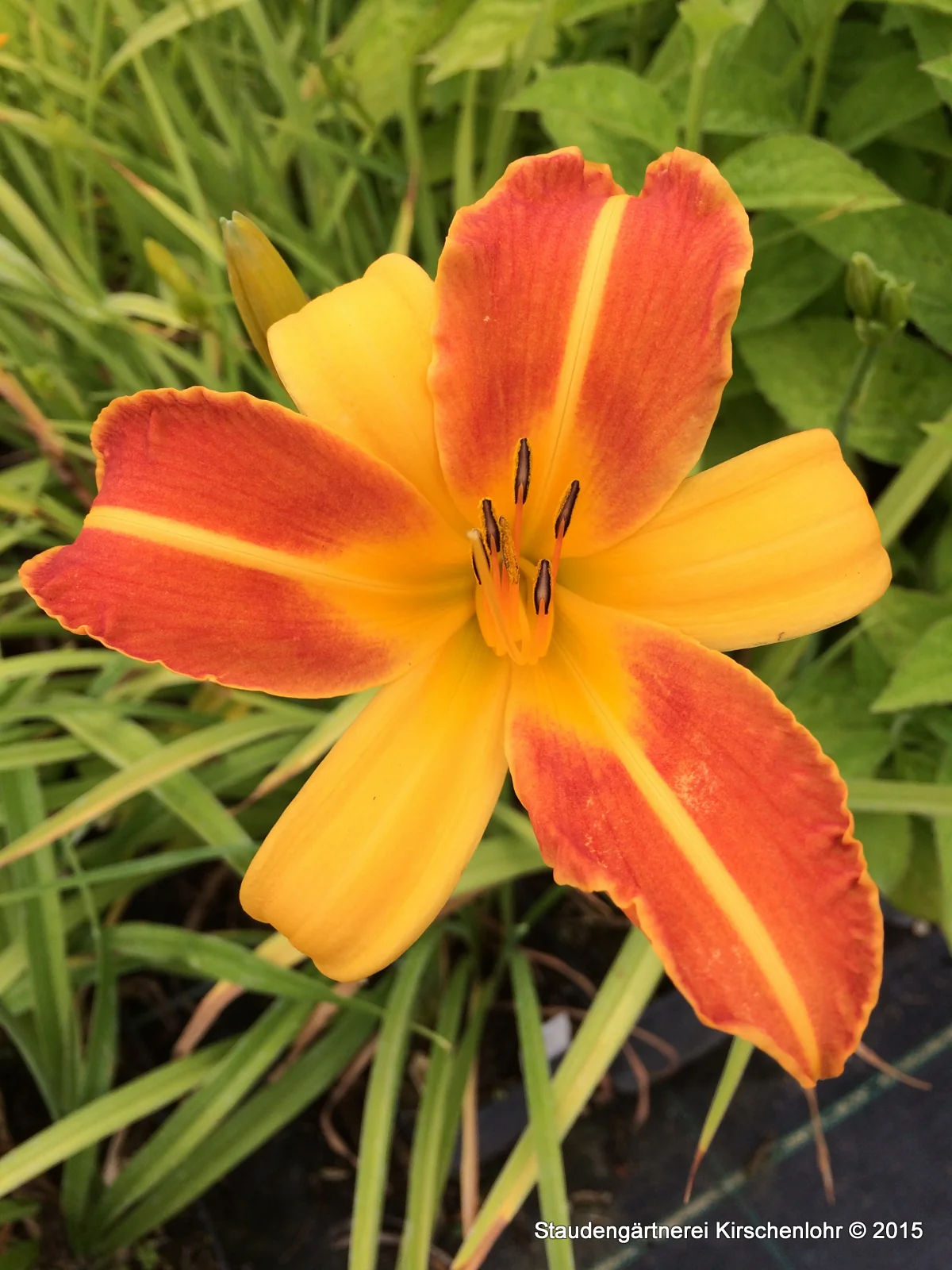 Hemerocallis 'Frans Hals'