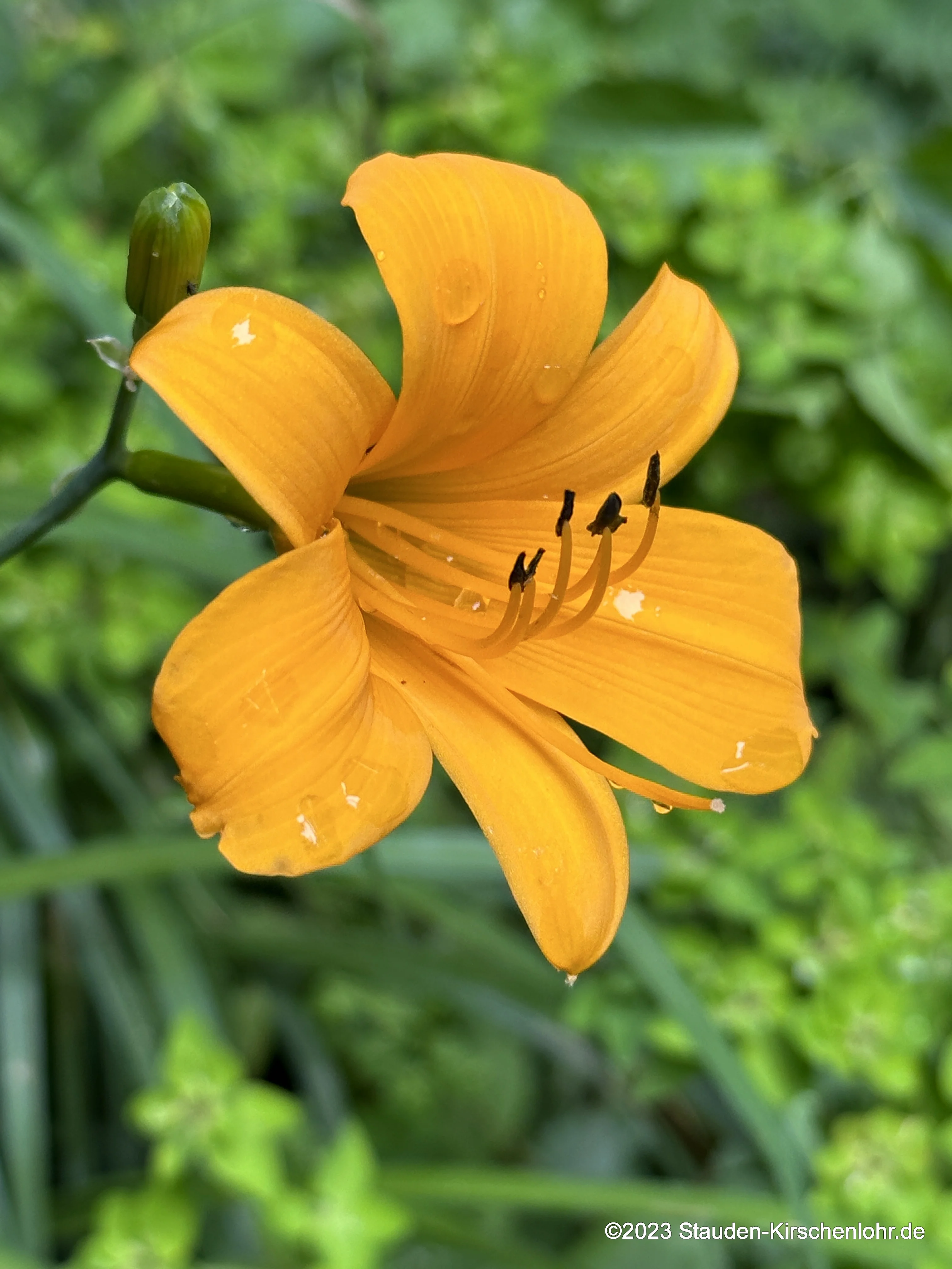 Hemerocallis 'From China with Love' NIS
